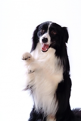 포토 JPG 스튜디오촬영 동물 척추동물 한마리 육지동물 반려견 포유류 사람없음 반려동물 개 강아지 보더 보더콜리 콜리 목축견 반려 국내포토 1 실내 파일형식