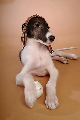 포토 JPG 스튜디오촬영 동물 척추동물 한마리 육지동물 반려견 스포츠용품 공 포유류 사람없음 반려동물 글러브 야구글러브 개 강아지 야구공 보르조이 반려 사낭개 국내포토 1 스포츠 장갑 실내 야구용품 오브젝트 파일형식