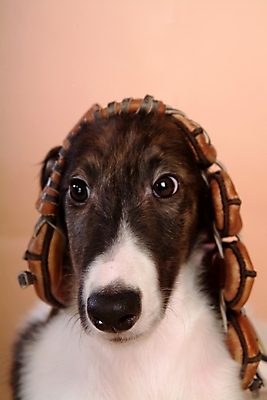 포토 JPG 스튜디오촬영 동물 척추동물 한마리 육지동물 반려견 스포츠용품 공 포유류 사람없음 반려동물 글러브 야구글러브 개 강아지 보르조이 반려 사낭개 국내포토 1 스포츠 장갑 실내 오브젝트 파일형식