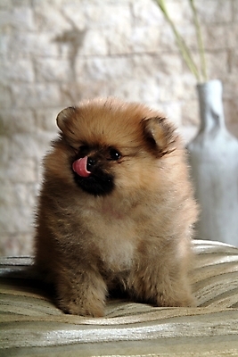 포토 JPG 식물 동물 척추동물 한마리 육지동물 반려견 포유류 실내 사람없음 반려동물 꽃병 개 강아지 반려 포메라니안 국내포토 1 꽃 내부 파일형식