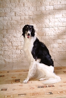 포토 JPG 동물 척추동물 한마리 육지동물 반려견 포유류 실내 사람없음 반려동물 카펫 개 강아지 보르조이 반려 사낭개 국내포토 1 내부 파일형식