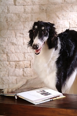 포토 JPG 동물 척추동물 한마리 육지동물 반려견 포유류 실내 사람없음 책 반려동물 개 강아지 보르조이 반려 사낭개 국내포토 1 내부 파일형식