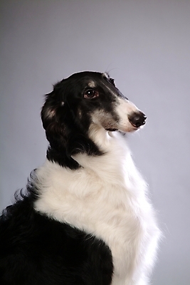 포토 JPG 스튜디오촬영 동물 척추동물 한마리 육지동물 반려견 포유류 사람없음 반려동물 개 강아지 보르조이 반려 사낭개 국내포토 1 실내 파일형식