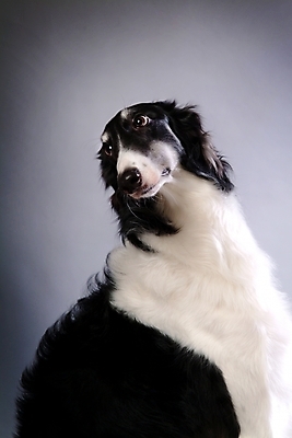 포토 JPG 스튜디오촬영 동물 척추동물 한마리 육지동물 반려견 포유류 사람없음 반려동물 개 강아지 보르조이 반려 사낭개 국내포토 1 실내 파일형식