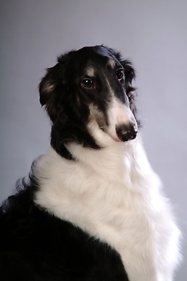 포토 JPG 스튜디오촬영 동물 척추동물 한마리 육지동물 반려견 포유류 사람없음 반려동물 개 강아지 보르조이 반려 사낭개 국내포토 1 실내 파일형식