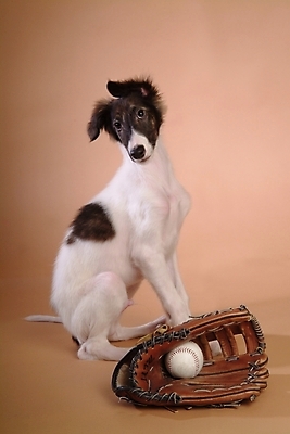 포토 JPG 스튜디오촬영 동물 척추동물 한마리 육지동물 반려견 스포츠용품 공 포유류 사람없음 반려동물 글러브 야구글러브 개 강아지 야구공 보르조이 반려 사낭개 국내포토 1 스포츠 장갑 실내 야구용품 오브젝트 파일형식