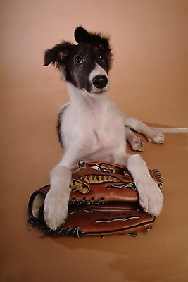 포토 JPG 스튜디오촬영 동물 척추동물 한마리 육지동물 반려견 스포츠용품 공 포유류 사람없음 반려동물 글러브 야구글러브 개 강아지 야구공 보르조이 반려 사낭개 국내포토 1 스포츠 장갑 실내 야구용품 오브젝트 파일형식