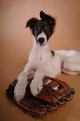 포토 JPG 스튜디오촬영 동물 척추동물 한마리 육지동물 반려견 스포츠용품 공 포유류 사람없음 반려동물 글러브 야구글러브 개 강아지 야구공 보르조이 반려 사낭개 국내포토 1 스포츠 장갑 실내 야구용품 오브젝트 파일형식