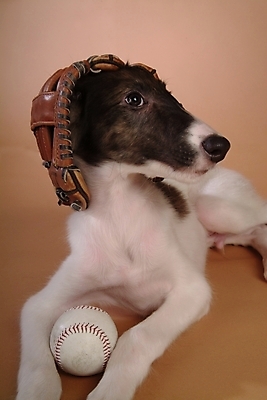 포토 JPG 스튜디오촬영 동물 척추동물 한마리 육지동물 반려견 스포츠용품 공 포유류 사람없음 반려동물 글러브 야구글러브 개 강아지 야구공 보르조이 반려 사낭개 국내포토 1 스포츠 장갑 실내 야구용품 오브젝트 파일형식