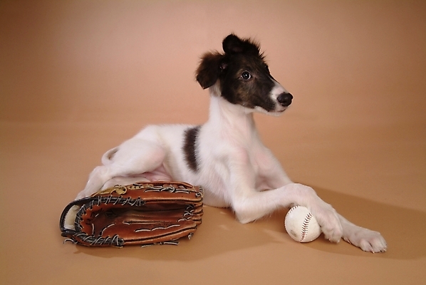 포토 JPG 스튜디오촬영 동물 척추동물 한마리 육지동물 반려견 스포츠용품 공 포유류 사람없음 반려동물 글러브 야구글러브 개 강아지 야구공 보르조이 반려 사낭개 국내포토 1 스포츠 장갑 실내 야구용품 오브젝트 파일형식