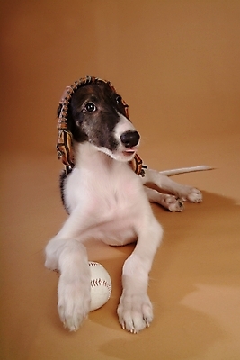 포토 JPG 스튜디오촬영 동물 척추동물 한마리 육지동물 반려견 스포츠용품 공 포유류 사람없음 반려동물 글러브 야구글러브 개 강아지 야구공 보르조이 반려 사낭개 국내포토 1 스포츠 장갑 실내 야구용품 오브젝트 파일형식