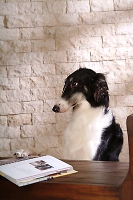 포토 JPG 동물 척추동물 한마리 육지동물 반려견 포유류 실내 사람없음 책 반려동물 개 강아지 보르조이 반려 사낭개 국내포토 1 내부 파일형식