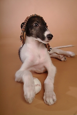 포토 JPG 스튜디오촬영 동물 척추동물 한마리 육지동물 반려견 스포츠용품 공 포유류 사람없음 반려동물 글러브 야구글러브 개 강아지 야구공 보르조이 반려 사낭개 국내포토 1 스포츠 장갑 실내 야구용품 오브젝트 파일형식