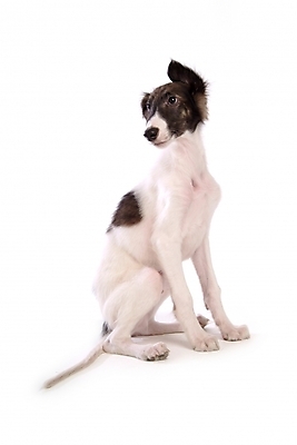 포토 JPG 스튜디오촬영 동물 척추동물 한마리 육지동물 반려견 포유류 사람없음 반려동물 개 강아지 보르조이 반려 사낭개 국내포토 1 실내 파일형식