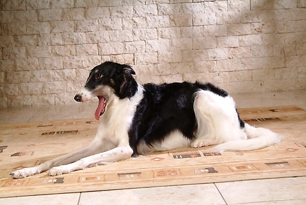 포토 JPG 동물 척추동물 한마리 육지동물 반려견 포유류 실내 사람없음 반려동물 카펫 개 강아지 보르조이 반려 사낭개 국내포토 1 내부 파일형식