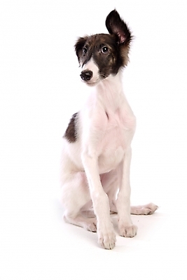 포토 JPG 스튜디오촬영 동물 척추동물 한마리 육지동물 반려견 포유류 사람없음 반려동물 개 강아지 보르조이 반려 사낭개 국내포토 1 실내 파일형식