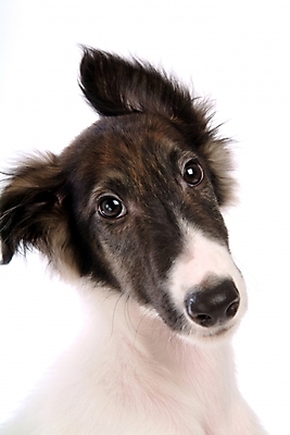 포토 JPG 스튜디오촬영 동물 척추동물 한마리 육지동물 반려견 포유류 사람없음 반려동물 개 강아지 보르조이 반려 사낭개 국내포토 1 실내 파일형식