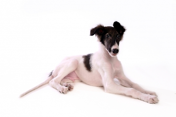 포토 JPG 스튜디오촬영 동물 척추동물 한마리 육지동물 반려견 포유류 사람없음 반려동물 개 강아지 보르조이 반려 사낭개 국내포토 1 실내 파일형식