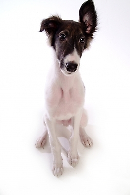 포토 JPG 스튜디오촬영 동물 척추동물 한마리 육지동물 반려견 포유류 사람없음 반려동물 개 강아지 보르조이 반려 사낭개 국내포토 1 실내 파일형식