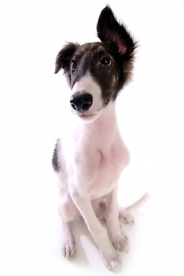 포토 JPG 스튜디오촬영 동물 척추동물 한마리 육지동물 반려견 포유류 사람없음 반려동물 개 강아지 보르조이 반려 사낭개 국내포토 1 실내 파일형식