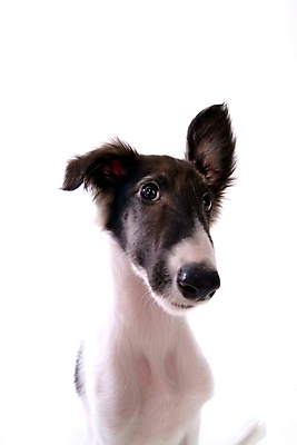 포토 JPG 스튜디오촬영 동물 척추동물 한마리 육지동물 반려견 포유류 사람없음 반려동물 개 강아지 보르조이 반려 사낭개 국내포토 1 실내 파일형식