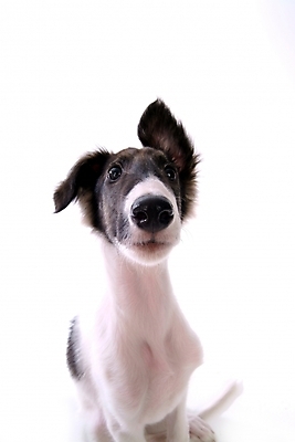 포토 JPG 스튜디오촬영 동물 척추동물 한마리 육지동물 반려견 포유류 사람없음 반려동물 개 강아지 보르조이 반려 사낭개 국내포토 1 실내 파일형식