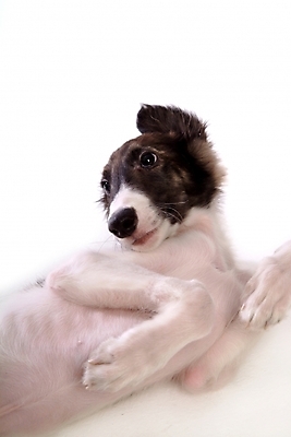 포토 JPG 스튜디오촬영 동물 척추동물 한마리 육지동물 반려견 포유류 사람없음 반려동물 개 강아지 보르조이 반려 사낭개 국내포토 1 실내 파일형식