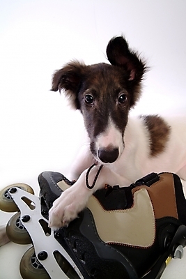 포토 JPG 스튜디오촬영 동물 척추동물 한마리 육지동물 반려견 포유류 사람없음 반려동물 개 롤러블레이드 강아지 보르조이 반려 사낭개 국내포토 1 실내 취미 파일형식