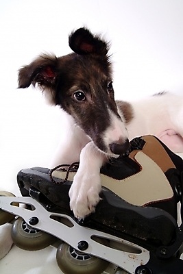 포토 JPG 스튜디오촬영 동물 척추동물 한마리 육지동물 반려견 포유류 사람없음 반려동물 개 롤러블레이드 강아지 보르조이 반려 사낭개 국내포토 1 실내 취미 파일형식