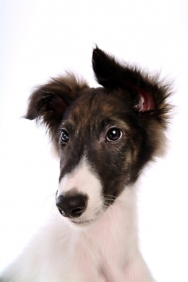 포토 JPG 스튜디오촬영 동물 척추동물 한마리 육지동물 반려견 포유류 사람없음 반려동물 개 강아지 보르조이 반려 사낭개 국내포토 1 실내 파일형식