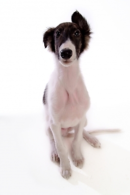 포토 JPG 스튜디오촬영 동물 척추동물 한마리 육지동물 반려견 포유류 사람없음 반려동물 개 강아지 보르조이 반려 사낭개 국내포토 1 실내 파일형식