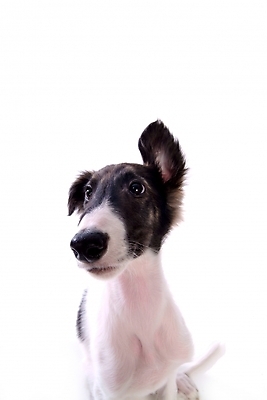 포토 JPG 스튜디오촬영 동물 척추동물 한마리 육지동물 반려견 포유류 사람없음 반려동물 개 강아지 보르조이 반려 사낭개 국내포토 1 실내 파일형식