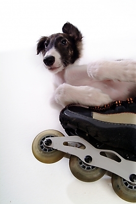 포토 JPG 스튜디오촬영 동물 척추동물 한마리 육지동물 반려견 포유류 사람없음 반려동물 개 롤러블레이드 강아지 보르조이 반려 사낭개 국내포토 1 실내 취미 파일형식