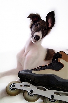 포토 JPG 스튜디오촬영 동물 척추동물 한마리 육지동물 반려견 포유류 사람없음 반려동물 개 롤러블레이드 강아지 보르조이 반려 사낭개 국내포토 1 실내 취미 파일형식