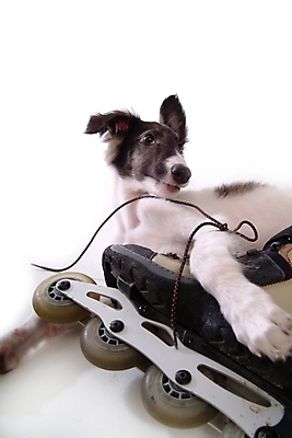 포토 JPG 스튜디오촬영 동물 척추동물 한마리 육지동물 반려견 포유류 사람없음 반려동물 스케이트보드 개 롤러블레이드 강아지 보르조이 반려 사낭개 국내포토 1 실내 취미 보드_스포츠 파일형식