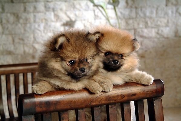 포토 JPG 동물 척추동물 육지동물 반려견 가구 두마리 포유류 실내 사람없음 반려동물 침대 개 강아지 강아지침대 반려 포메라니안 국내포토 생활용품 2 내부 애견용품 파일형식