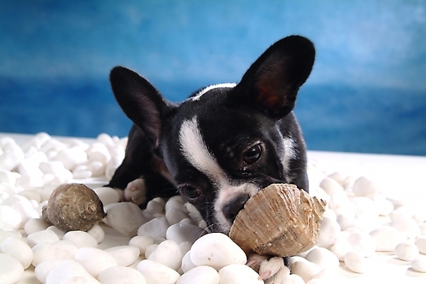 포토 JPG 동물 척추동물 한마리 육지동물 반려견 포유류 조개 실내 사람없음 반려동물 돌_바위 조약돌 개 강아지 소라 테리어 소형견 반려 보스턴테리어 국내포토 1 어패류 내부 파일형식