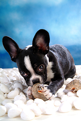 포토 JPG 동물 척추동물 한마리 육지동물 반려견 포유류 조개 실내 사람없음 반려동물 돌_바위 조약돌 개 강아지 소라 테리어 소형견 반려 보스턴테리어 국내포토 1 어패류 내부 파일형식