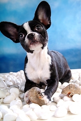 포토 JPG 동물 척추동물 한마리 육지동물 반려견 포유류 조개 실내 사람없음 반려동물 돌_바위 조약돌 개 강아지 소라 테리어 소형견 반려 보스턴테리어 국내포토 1 어패류 내부 파일형식