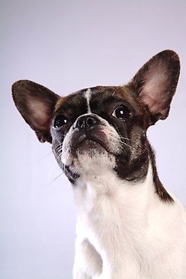 포토 JPG 스튜디오촬영 동물 척추동물 한마리 육지동물 반려견 포유류 사람없음 반려동물 개 강아지 테리어 소형견 반려 보스턴테리어 국내포토 1 실내 파일형식