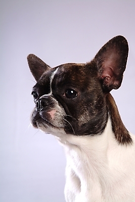 포토 JPG 스튜디오촬영 동물 척추동물 한마리 육지동물 반려견 포유류 사람없음 반려동물 개 강아지 테리어 소형견 반려 보스턴테리어 국내포토 1 실내 파일형식