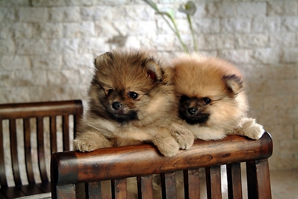 포토 JPG 동물 척추동물 육지동물 반려견 두마리 포유류 실내 사람없음 반려동물 개 강아지 반려 포메라니안 국내포토 2 내부 파일형식