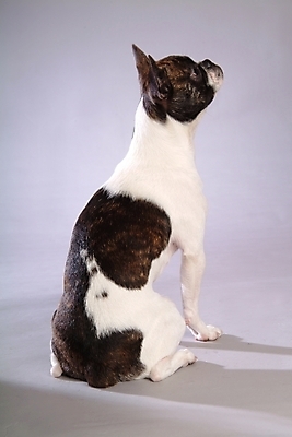 포토 JPG 스튜디오촬영 동물 척추동물 한마리 육지동물 반려견 포유류 사람없음 반려동물 개 강아지 테리어 소형견 반려 보스턴테리어 국내포토 1 실내 파일형식