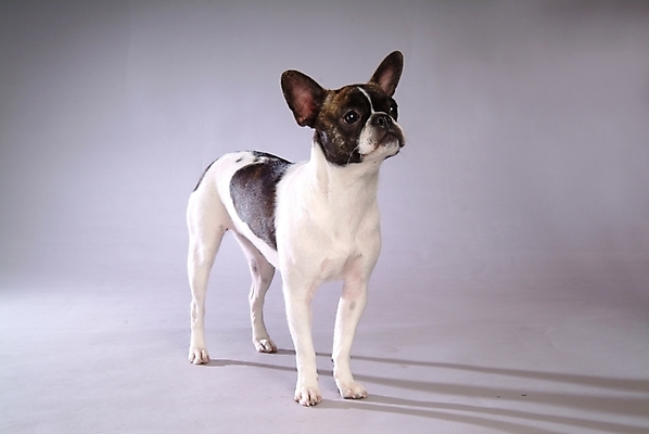 포토 JPG 스튜디오촬영 동물 척추동물 한마리 육지동물 반려견 포유류 사람없음 반려동물 개 강아지 테리어 소형견 반려 보스턴테리어 국내포토 1 실내 파일형식