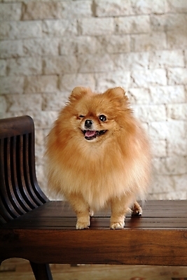 포토 JPG 동물 척추동물 한마리 육지동물 반려견 포유류 실내 사람없음 반려동물 개 강아지 반려 포메라니안 국내포토 1 내부 파일형식