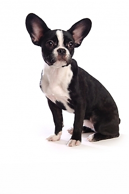 포토 JPG 스튜디오촬영 동물 척추동물 한마리 육지동물 반려견 포유류 사람없음 반려동물 개 강아지 테리어 소형견 반려 보스턴테리어 국내포토 1 실내 파일형식