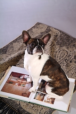 포토 JPG 동물 척추동물 한마리 육지동물 반려견 포유류 실내 사람없음 책 반려동물 카펫 개 강아지 테리어 소형견 반려 보스턴테리어 국내포토 1 내부 파일형식