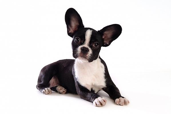 포토 JPG 스튜디오촬영 동물 척추동물 한마리 육지동물 반려견 포유류 사람없음 반려동물 개 강아지 테리어 소형견 반려 보스턴테리어 국내포토 1 실내 파일형식