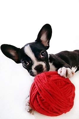 포토 JPG 스튜디오촬영 동물 척추동물 한마리 육지동물 반려견 포유류 사람없음 반려동물 털실 실 개 강아지 테리어 실타래 소형견 실뭉치 반려 보스턴테리어 국내포토 1 실내 파일형식