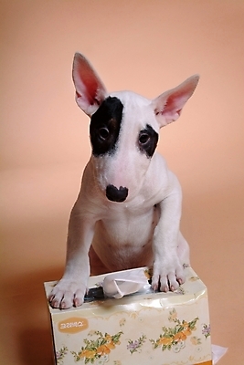 포토 JPG 스튜디오촬영 동물 척추동물 한마리 육지동물 반려견 포유류 사람없음 반려동물 상자 화장지 개 강아지 테리어 불테리어 각티슈 반려 국내포토 1 실내 파일형식